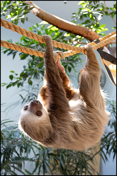 Sloth Aysan hanging upside-down