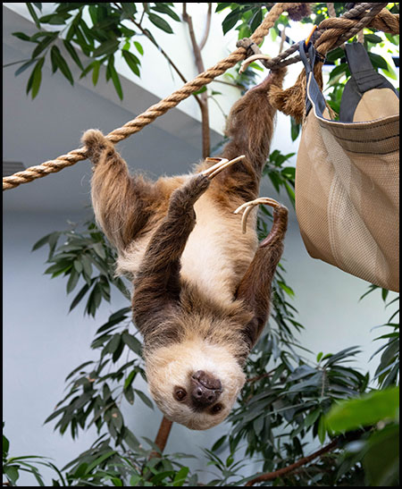 Hoffman's two-toed sloth, Bosco