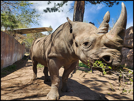 Black rhino, Jumbe up-close