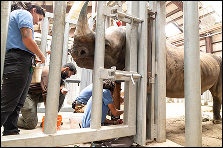 Blood draw training with black rhino, Jumbe