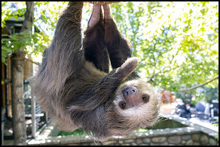 Hoffman's two-toed sloth, Bean