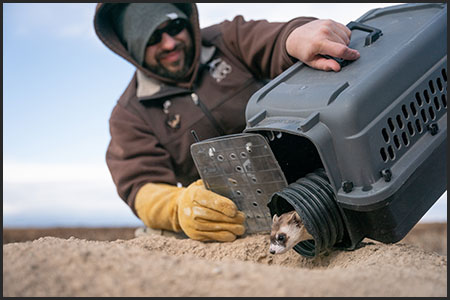 Black-footed ferret release from kennel into the wild