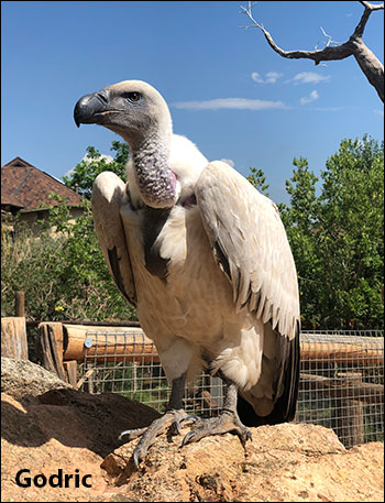 How Kenya is healing toxic relationship between vultures and