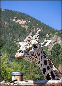 Giraffe male, Khalid portrait