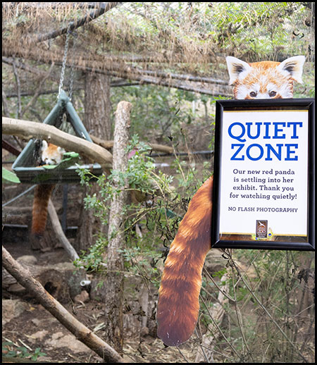 Red panda Cora training with a keeper