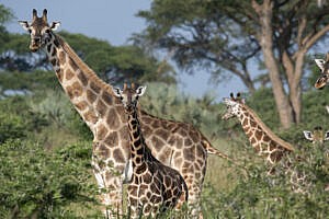 Wild giraffe - Photo credit: Musiime Muramura, Uganda Wildlife Authority