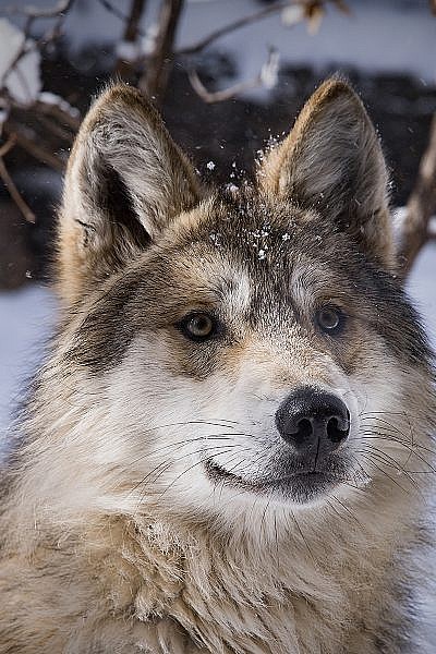 Mexican Wolf Archives Cmzoo