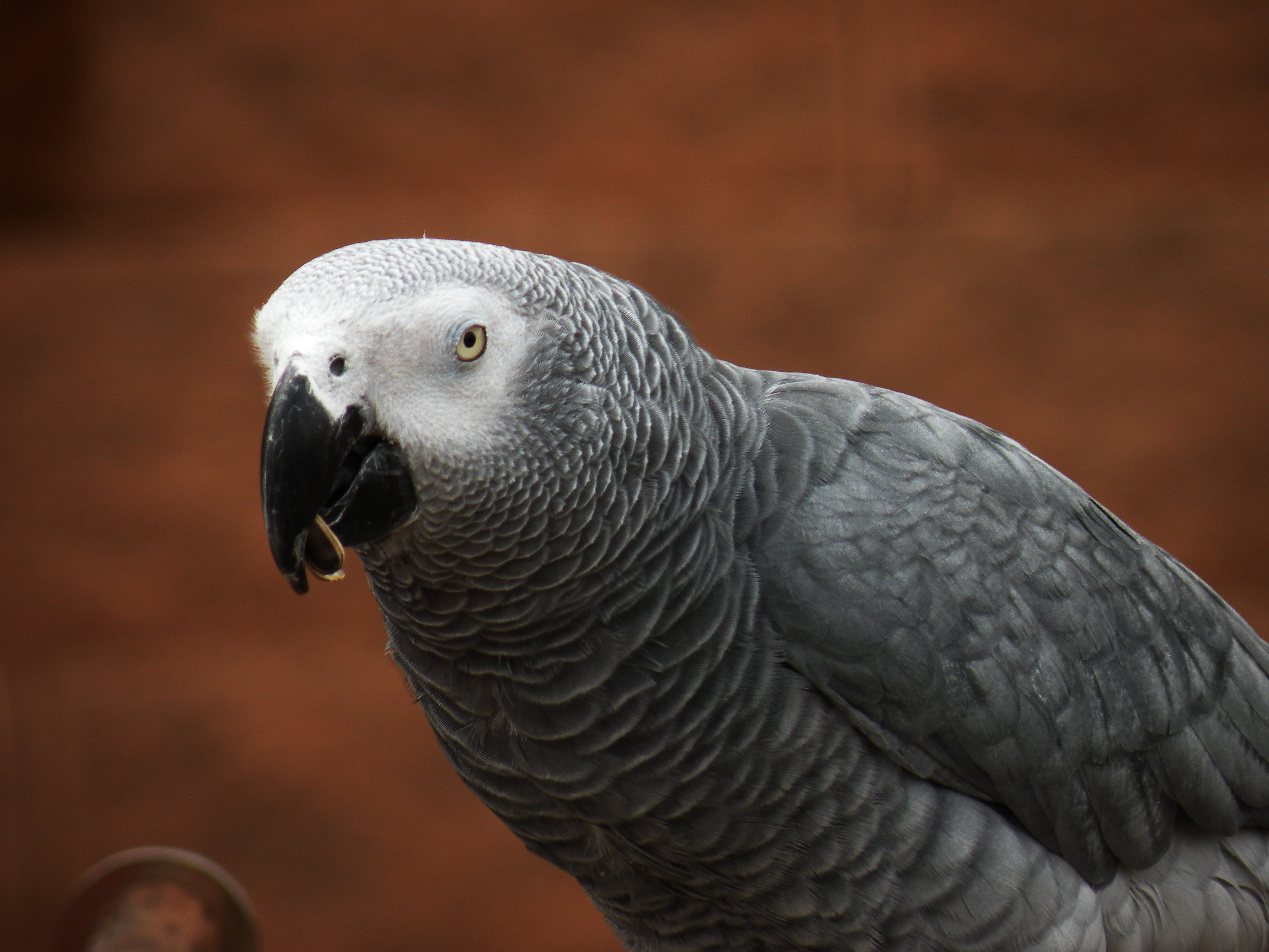 Featured Animals - African Grey Parrot - CMZoo