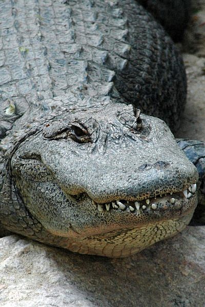 Featured Animals - American Alligator - CMZoo