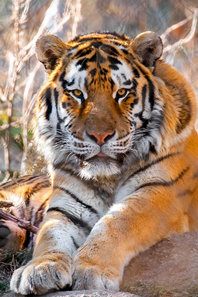 Bengal Tiger vs Siberian Tiger: See Who Wins