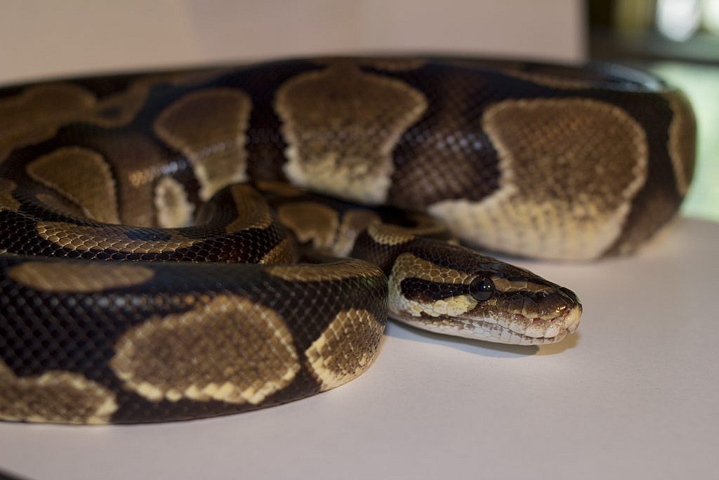 Featured Animals - Ball Python - CMZoo