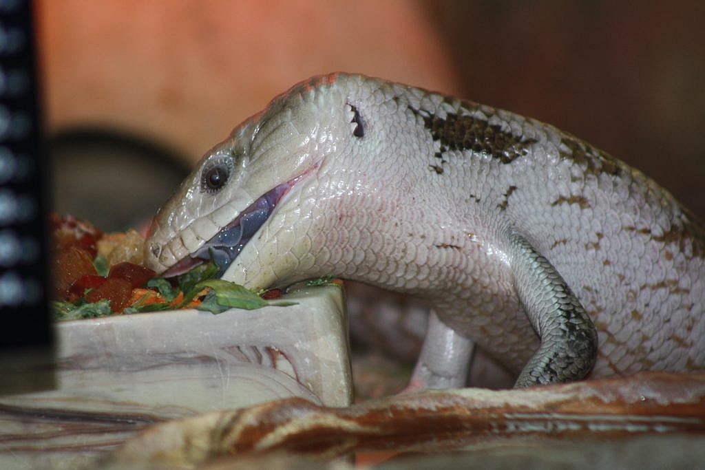 blue tongue skink stuffed animal