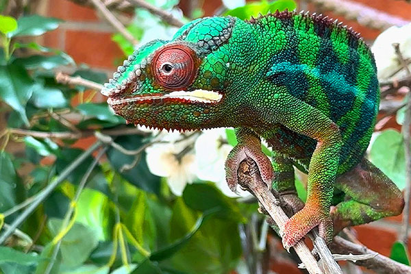 Panther chameleon Bowie disguised in tree leaves