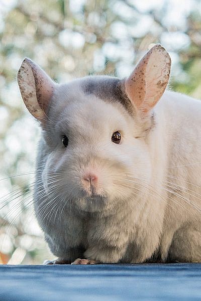 chinchilla 101