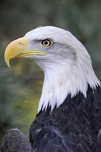 Featured Animals - Bald Eagle - CMZoo