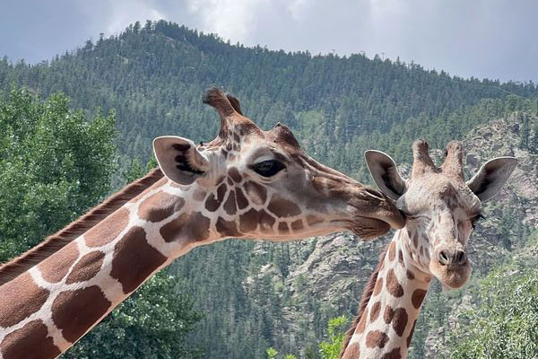 Giraffe at Cheyenne Mountain Zoo outside