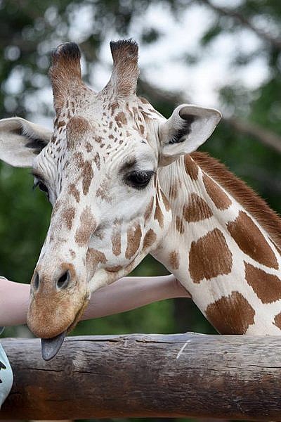 Younger Grils Zoo Xnxx - Featured Animals - Giraffe - CMZoo