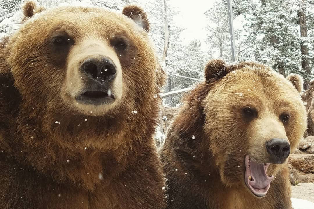 Grizzly bears Emmett and Digger yawning in the snow