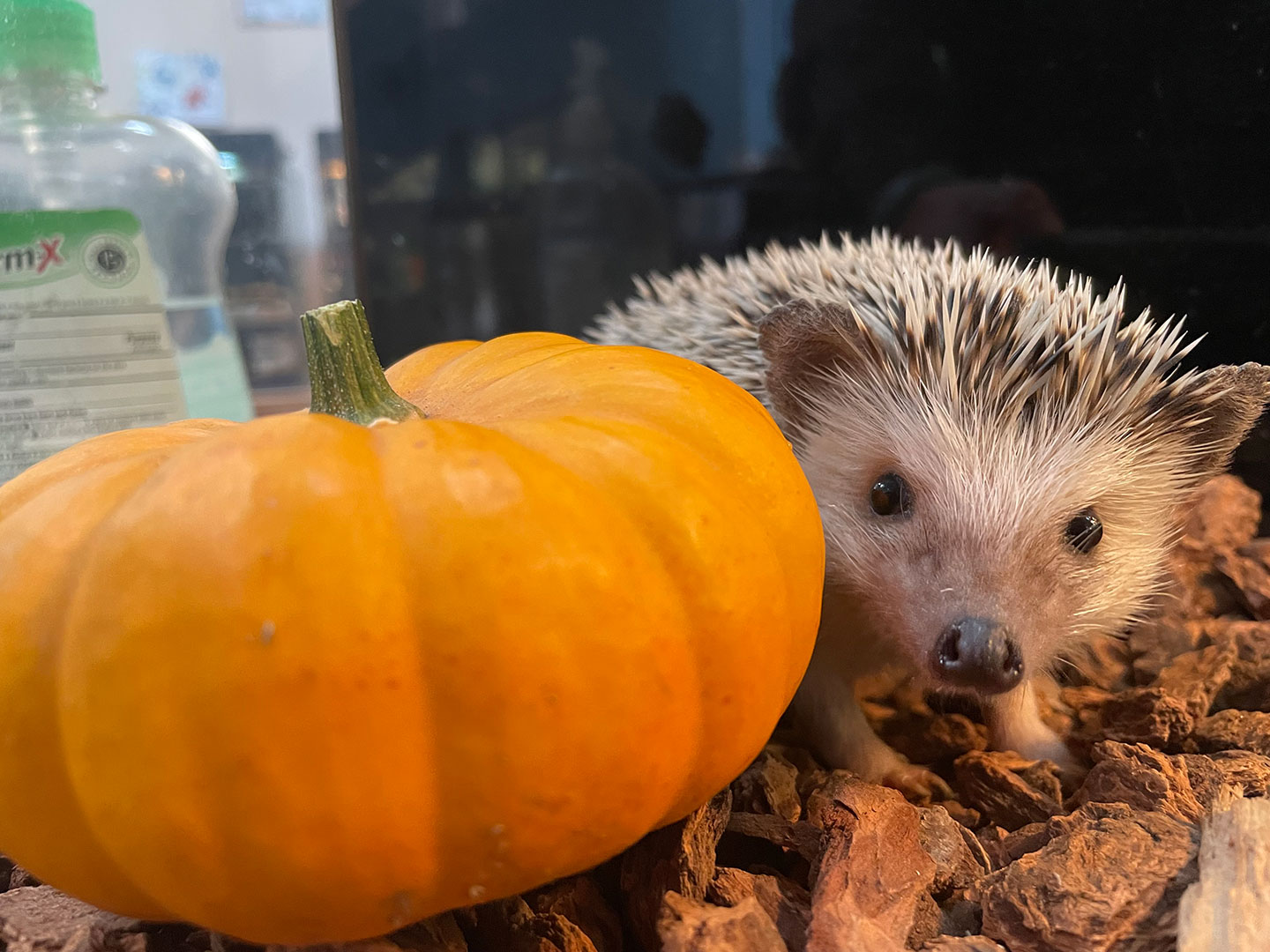 Pygmy hedgehog with small pumpkin-like gourd next to it