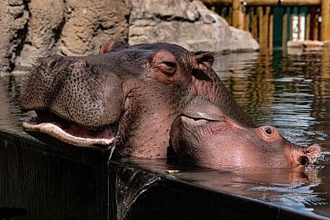 Hippopotamus Photos and Images