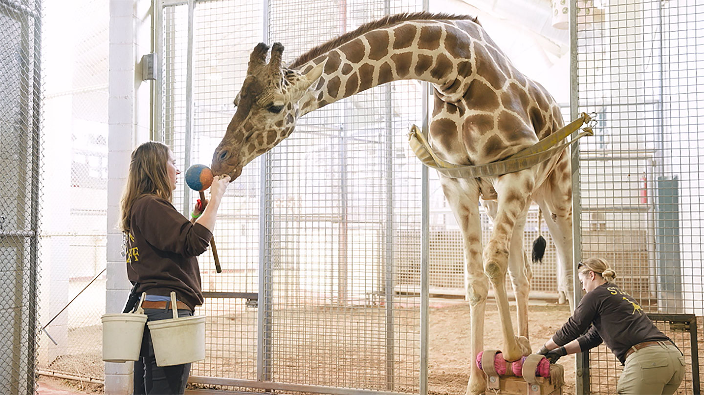 Giraffe in their outdoor space at The Living Desert Zoo and Gardens