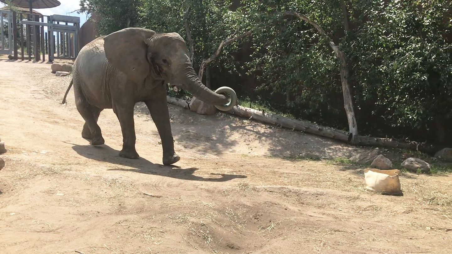 Cheyenne Mountain Zoo says goodbye to an elephant with a fighting ...