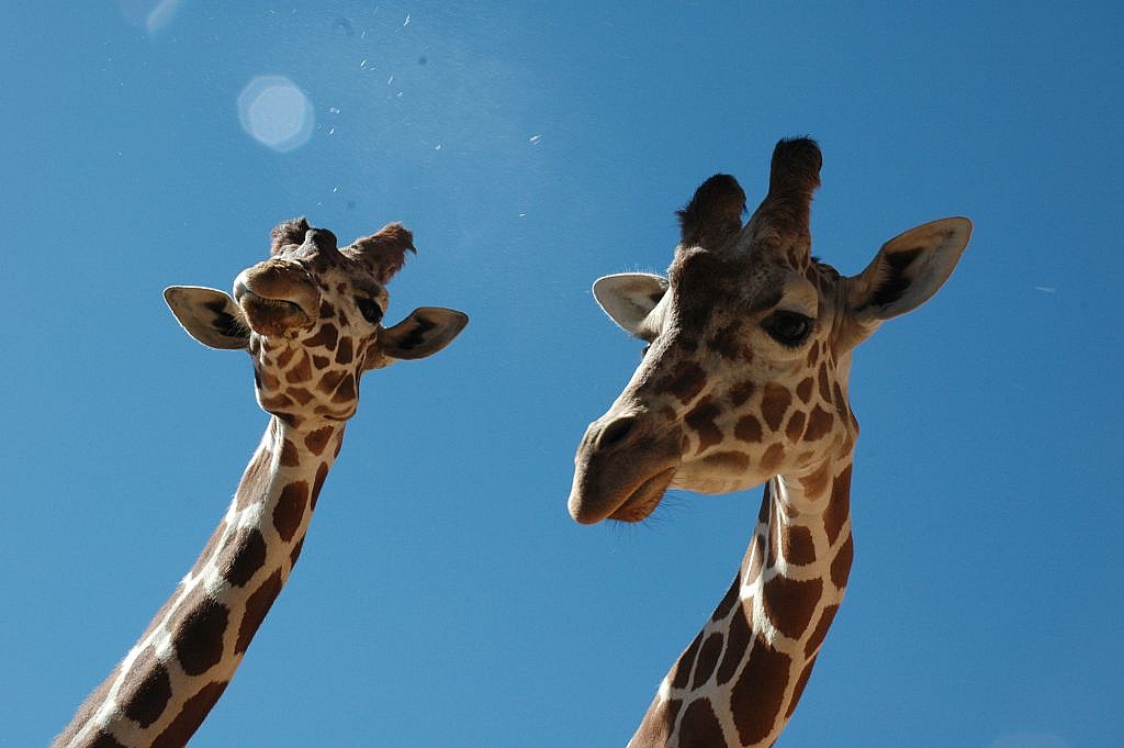 Giraffe Cams - CMZoo