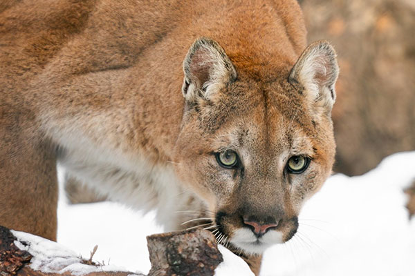 Mountain lion stalking something in the snow