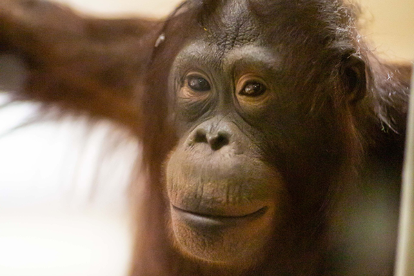 Ember, orangutan portrait