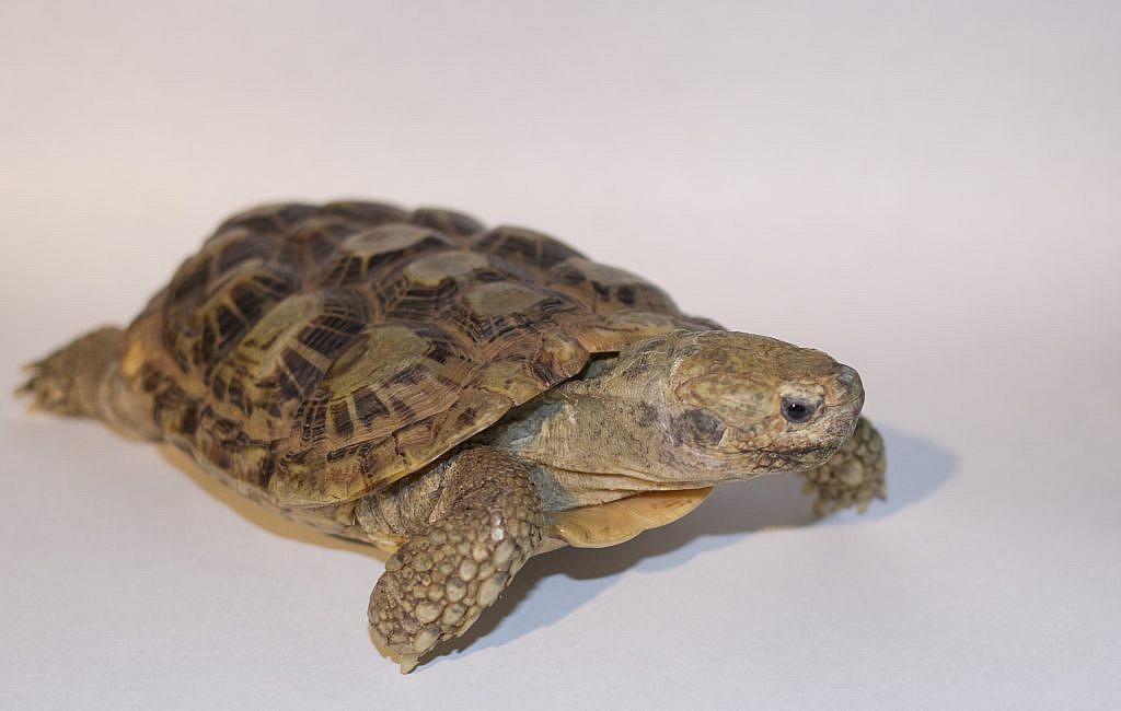 Featured Animals - African Pancake Tortoise - CMZoo