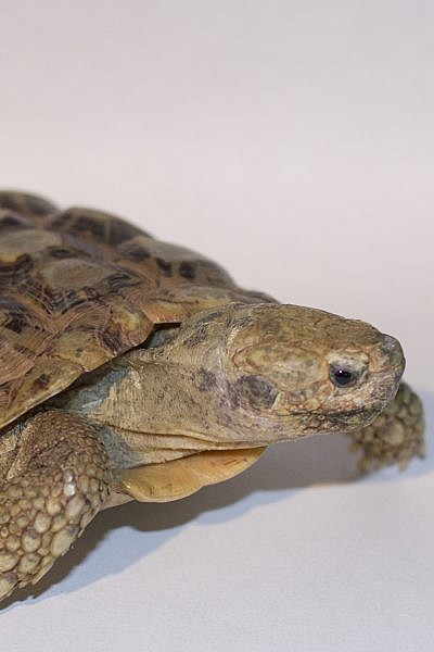 Featured Animals - African Pancake Tortoise - CMZoo