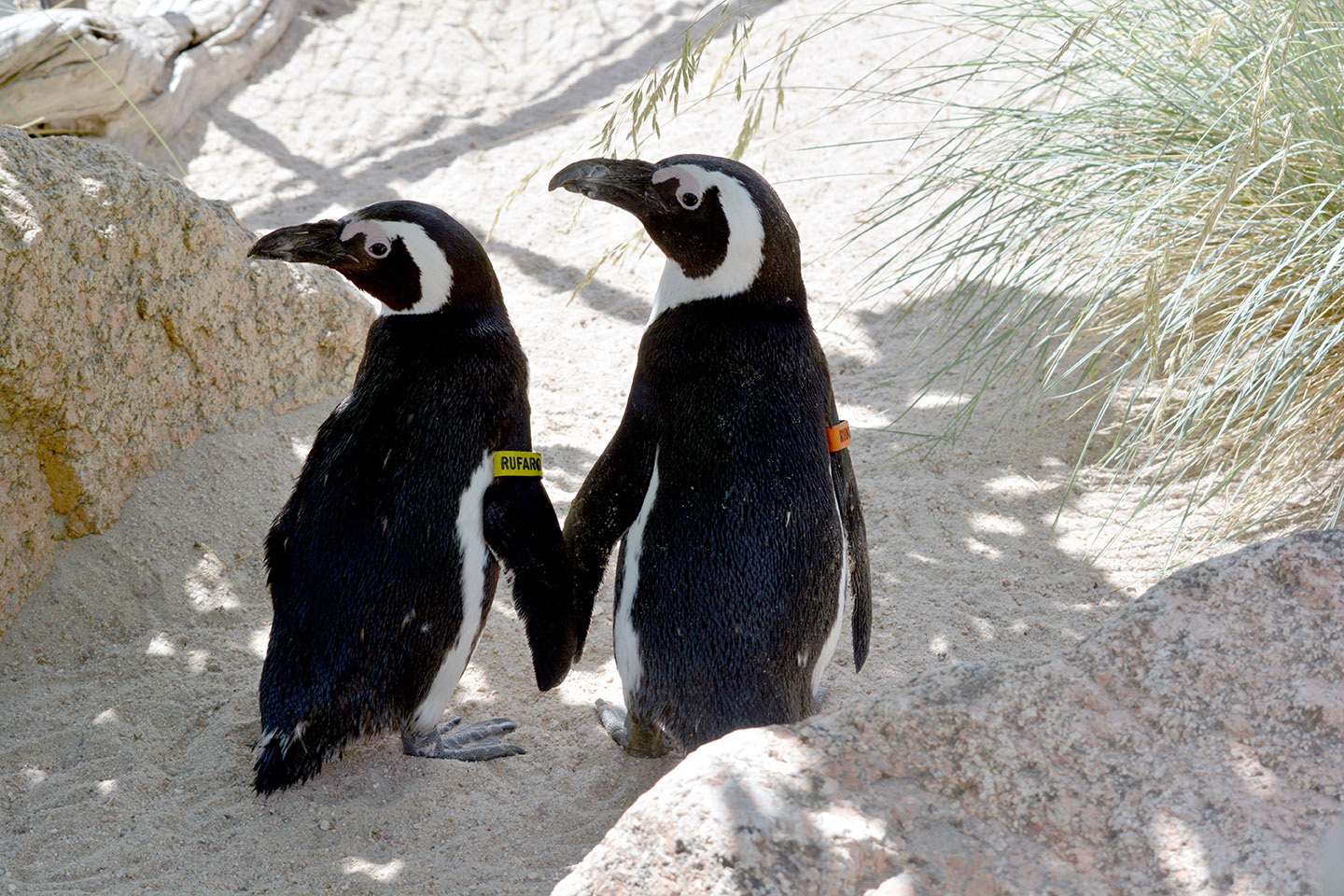 African penguin pair walking together 'holding flippers'