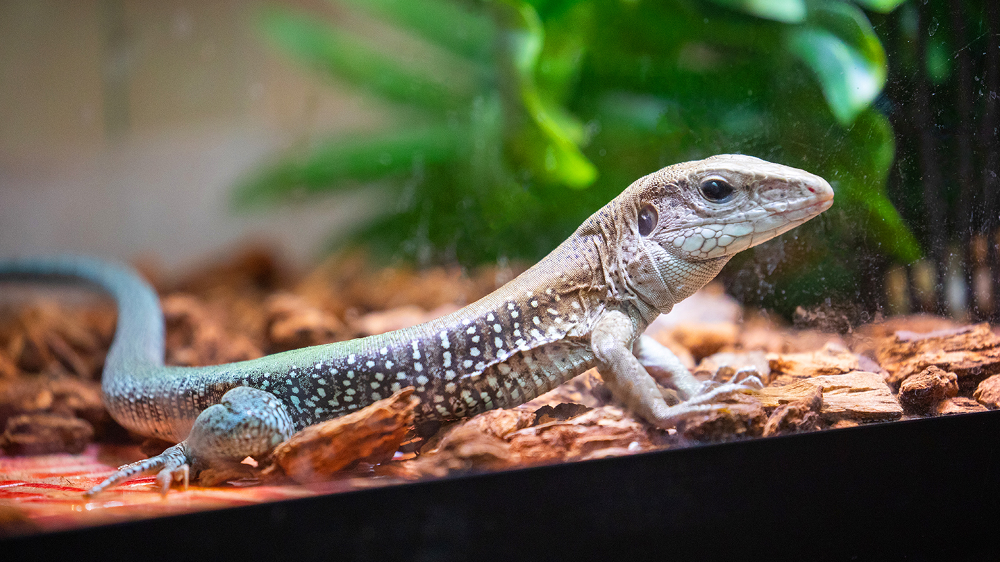 Featured Animals - Rainbow Whiptail Lizard - CMZoo