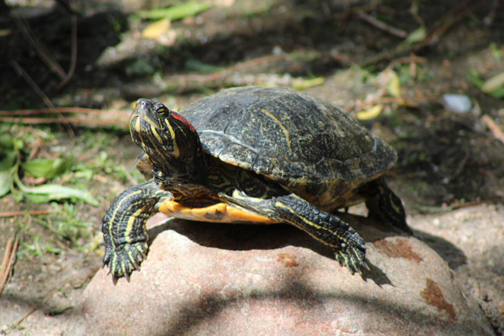 Featured Animals - Red-Eared Slider Turtle - CMZoo