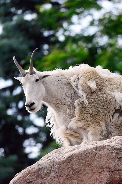 Featured Animals Rocky Mountain Goat Cmzoo