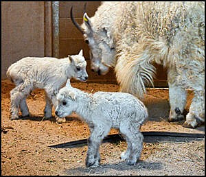 New Rocky Mountain goat kids, twins born May 2024 with mother Lena