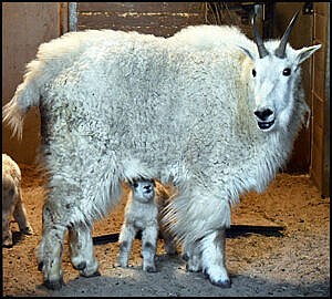 New twin Rocky Mountain goat kids, born May 19, 2024 to mother Lena.