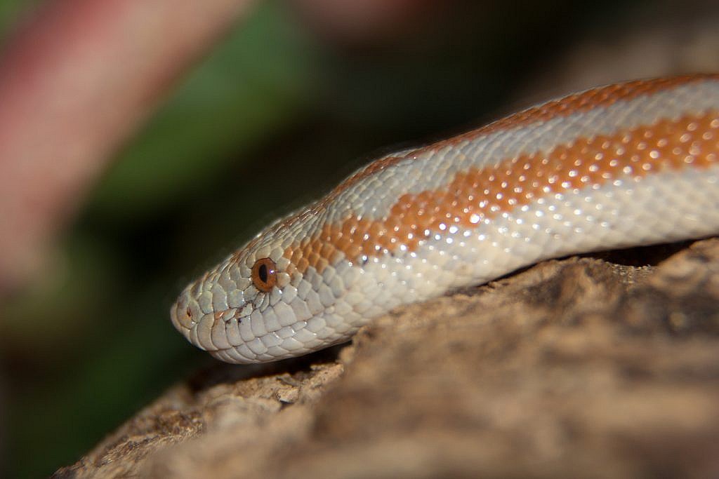 Featured Animals - Rosy Boa - CMZoo