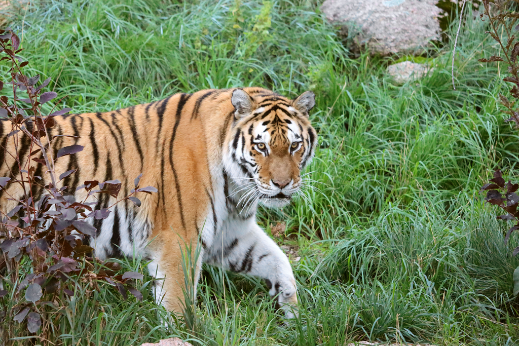 Saving the amur tiger