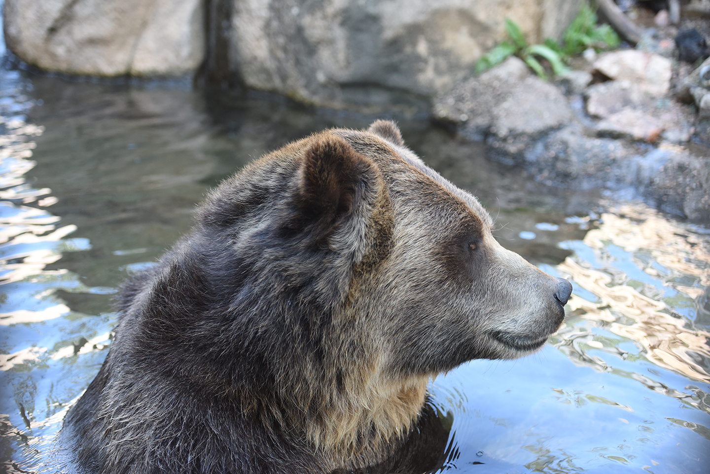 Cheyenne Mountain Zoo's Silent Night Provides Mindful Evening Experience -  CMZoo