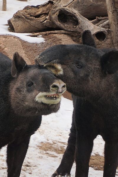 wild republic tapir