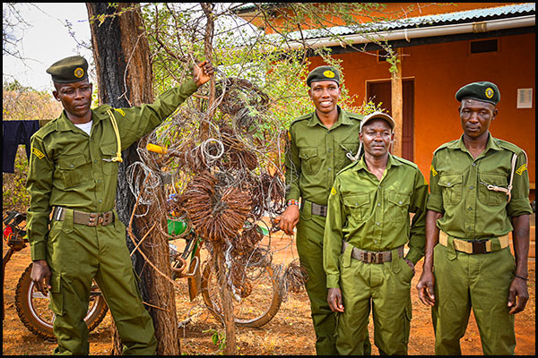 Tsavo Trust rangers display snare traps removed from Tsavo National Park.