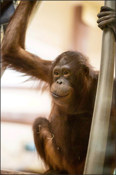 Orangutan portrait