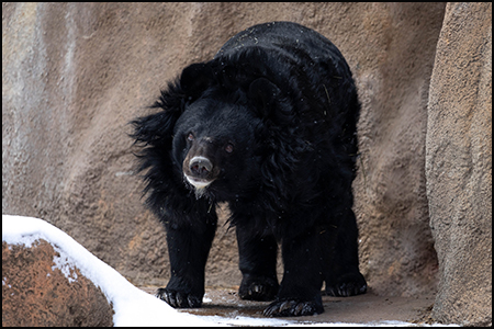 Asiatic black bear Beezler, portrait