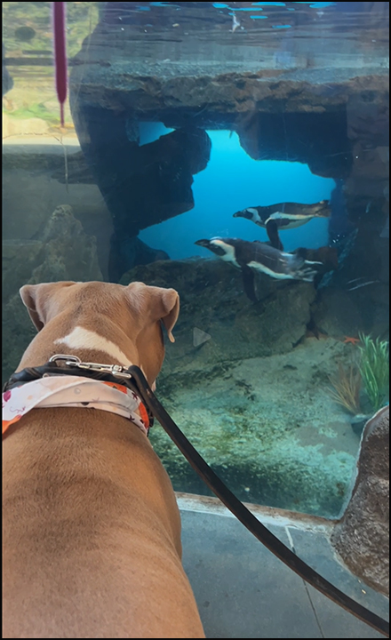 Dog visiting African penguins swimming at Cheyenne Mountain Zoo